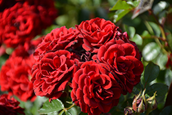 Red Sunblaze Rose (Rosa 'Meirutral') at Garden Treasures