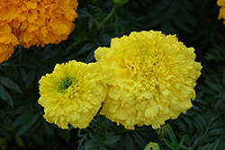Inca Yellow Marigold (Tagetes erecta 'Inca Yellow') at Garden Treasures