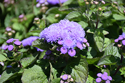 Aloha Blue Flossflower (Ageratum 'Aloha Blue') at Garden Treasures
