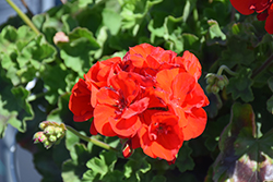 Americana Bright Red Geranium (Pelargonium 'Americana Bright Red') at Garden Treasures