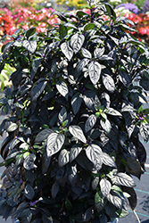 Black Pearl Ornamental Pepper (Capsicum annuum 'Black Pearl') at Garden Treasures