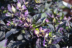 Purple Flash Ornamental Pepper (Capsicum annuum 'Purple Flash') at Garden Treasures