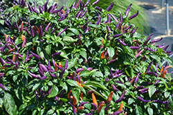 Sangria Ornamental Pepper (Capsicum annuum 'Sangria') at Garden Treasures
