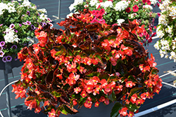 BabyWing Red Begonia (Begonia 'BabyWing Red') at Garden Treasures
