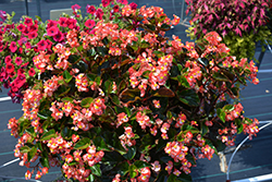 BabyWing Bicolor Begonia (Begonia 'BabyWing Bicolor') at Garden Treasures