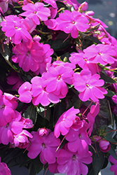SunPatiens Compact Lilac New Guinea Impatiens (Impatiens 'SakimP063') at Garden Treasures