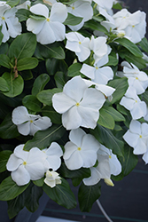 Titan Pure White Vinca (Catharanthus roseus 'Titan Pure White') at Garden Treasures