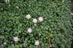 String Of Pearls (Senecio rowleyanus) at Garden Treasures