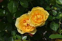 Julia Child Rose (Rosa 'WEKvosstuno') at Garden Treasures