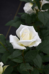 John F. Kennedy Rose (Rosa 'JFK') at Garden Treasures