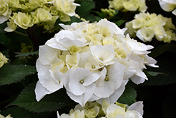 Zebra Hydrangea (Hydrangea macrophylla 'Zebra') at Garden Treasures