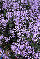 Mona Lavender Swedish Ivy (Plectranthus 'Mona Lavender') at Garden Treasures
