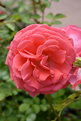 America Rose (Rosa 'JACclam') at Garden Treasures