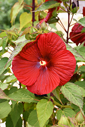 Big Hit Red Hibiscus (Hibiscus 'Happa Red') at Garden Treasures