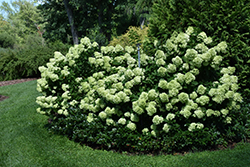 Little Lime Hydrangea (Hydrangea paniculata 'Jane') at Garden Treasures