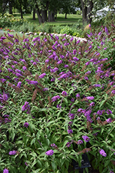 Buzz Purple Butterfly Bush (Buddleia davidii 'Buzz Purple') at Garden Treasures