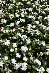 Titan Pure White Vinca (Catharanthus roseus 'Titan Pure White') at Garden Treasures
