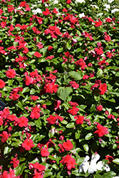 Titan Dark Red Vinca (Catharanthus roseus 'Titan Dark Red') at Garden Treasures