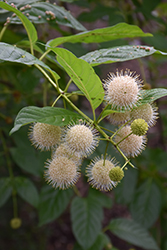 Sugar Shack Button Bush (Cephalanthus occidentalis 'SMCOSS') at Garden Treasures