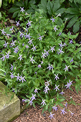 Gemini Blue Laurentia (Isotoma 'Gemini Blue') at Garden Treasures