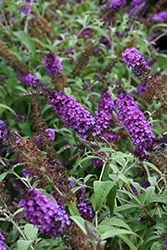Buzz Purple Butterfly Bush (Buddleia davidii 'Buzz Purple') at Garden Treasures