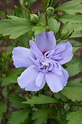 Blue Chiffon Rose of Sharon (Hibiscus syriacus 'Notwoodthree') at Garden Treasures