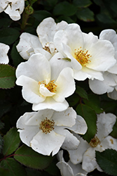 White Knock Out Rose (Rosa 'Radwhite') at Garden Treasures