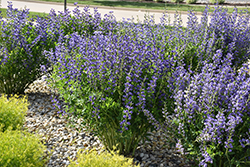 Blue Wild Indigo (Baptisia australis) at Garden Treasures