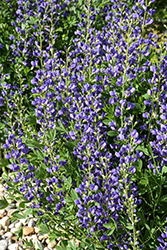 Blue Wild Indigo (Baptisia australis) at Garden Treasures