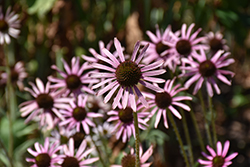 Rocky Top Coneflower (Echinacea tennesseensis 'Rocky Top') at Garden Treasures