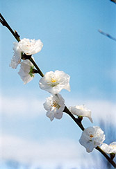 Corinthian White Flowering Peach (Prunus persica 'Corinthian White') at Garden Treasures