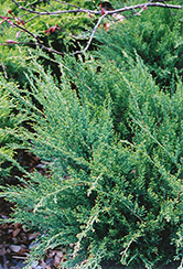Sea Green Juniper (Juniperus chinensis 'Sea Green') at Garden Treasures