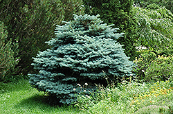 Globe Blue Spruce (Picea pungens 'Globosa') at Garden Treasures