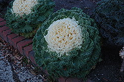 White Kale (Brassica oleracea var. acephala 'White') at Garden Treasures