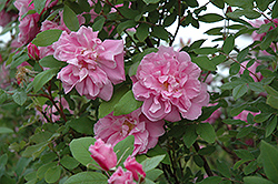 Therese Bugnet Rose (Rosa 'Therese Bugnet') at Garden Treasures