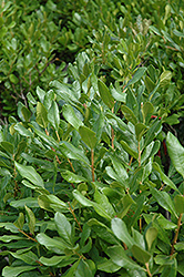 Northern Bayberry (Myrica pensylvanica) at Garden Treasures