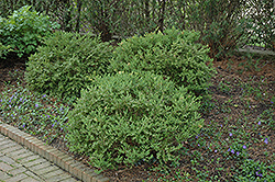 Wintergreen Boxwood (Buxus microphylla 'Wintergreen') at Garden Treasures