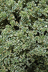 Variegated Boxwood (Buxus sempervirens 'Variegata') at Garden Treasures