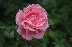 Queen Elizabeth Rose (Rosa 'Queen Elizabeth') at Garden Treasures