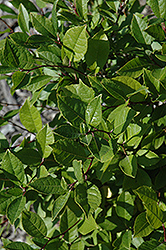 Jim Dandy Winterberry (Ilex verticillata 'Jim Dandy') at Garden Treasures