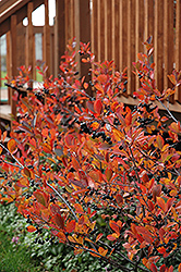 Autumn Magic Black Chokeberry (Aronia melanocarpa 'Autumn Magic') at Garden Treasures