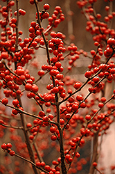 Berry Heavy Winterberry (Ilex verticillata 'Spravy') at Garden Treasures