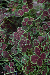 Purpurascens Quadrifolium Clover (Trifolium repens 'Purpurascens Quadrifolium') at Garden Treasures