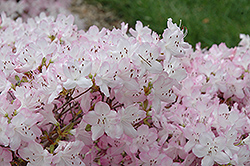 Bubblegum Rhododendron (Rhododendron 'Bubblegum') at Garden Treasures