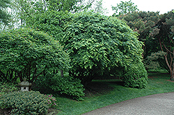 Japanese Maple (Acer palmatum) at Garden Treasures