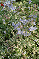 Touch Of Class Jacob's Ladder (Polemonium reptans 'Touch Of Class') at Garden Treasures