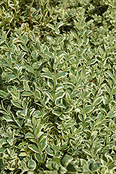 Variegated Boxwood (Buxus sempervirens 'Elegantissima') at Garden Treasures