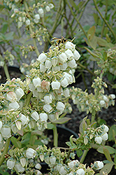 Blueray Blueberry (Vaccinium corymbosum 'Blueray') at Garden Treasures