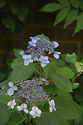 Blue Billow Hydrangea (Hydrangea serrata 'Blue Billow') at Garden Treasures