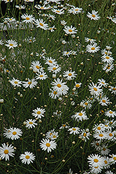 Marguerite Daisy (Argyranthemum gracile) at Garden Treasures